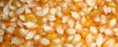 Popcorn - Zea Mays Everta